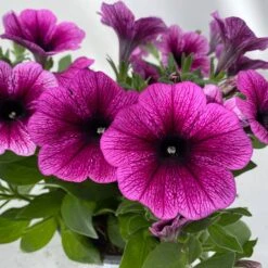 Petunie 'Sweetunia® Burgundy Gem' Rosa Geadert, Hängend, Topf-Ø 13 Cm, 6er-Set -Garten Sicht Verkäufe 0613170140 Petunia T13 Burgundy Gem geadert 6er Set 6 122439
