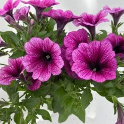 Petunie 'Sweetunia® Burgundy Gem' Rosa Geadert, Hängend, Topf-Ø 13 Cm, 6er-Set -Garten Sicht Verkäufe 0613170140 Petunia T13 Burgundy Gem geadert 6er Set 9 122440