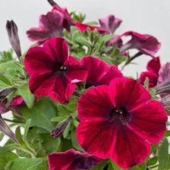 Petunie 'Sweetunia® Suzie Storm' Pink-rot, Hängend, Topf -Ø 13 Cm, 6er-Set -Garten Sicht Verkäufe 0613170141 Petunia T13 Suzie Storm gesternt 6er Set 4 122437