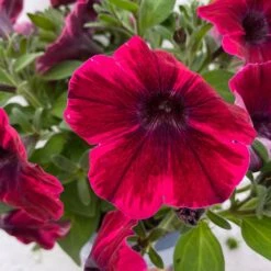 Petunie 'Sweetunia® Suzie Storm' Pink-rot, Hängend, Topf -Ø 13 Cm, 6er-Set -Garten Sicht Verkäufe 0613170141 Petunia T13 Suzie Storm gesternt 6er Set 5 122438