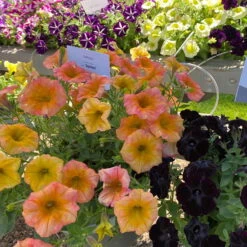 Petunie 'Famous Apricot' Orange-gelb, Hängend, Topf-Ø 13 Cm, 6er-Set -Garten Sicht Verkäufe 0613170178 petunia famous apricot 3 122811