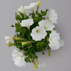 Petunie Weiß, Hängend, Topf-Ø 13 Cm, 6er-Set -Garten Sicht Verkäufe 0613170179 KB Petunia T13 weiss uni 6er Set 1 125140