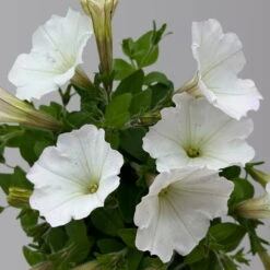 Petunie Weiß, Hängend, Topf-Ø 13 Cm, 6er-Set -Garten Sicht Verkäufe 0613170179 KB Petunia T13 weiss uni 6er Set 2 125141