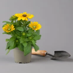 Pflanzenset 'Spätsommer-Gold' Gelb-orange, Topf-Ø 12 Cm, 4er-Set -Garten Sicht Verkäufe 0615400008 KB Spaetsommer Gold T12 4erSet orange gelb 11 126541