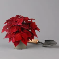 Pflanzenset 'Spätsommer-Gold' Gelb-orange, Topf-Ø 12 Cm, 4er-Set -Garten Sicht Verkäufe 0615400008 KB Spaetsommer Gold T12 4erSet orange gelb 12 126540