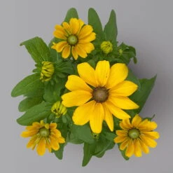 Pflanzenset 'Spätsommer-Gold' Gelb-orange, Topf-Ø 12 Cm, 4er-Set -Garten Sicht Verkäufe 0615400008 KB Spaetsommer Gold T12 4erSet orange gelb 14 126542