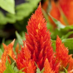 Pflanzenset 'Spätsommer-Gold' Gelb-orange, Topf-Ø 12 Cm, 4er-Set -Garten Sicht Verkäufe 0615400008 KB Spaetsommer Gold T12 4erSet orange gelb 6 126539