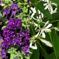 Petunie 'Mystery Sky' & Schneewolke Dunkelblau-weiß, Ampeltopf-Ø 25/27 Cm -Garten Sicht Verkäufe 0619110060 Petunia Ampel T27 Mystery Sky Schneewolke 122680