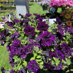 Petunie 'Mystery Sky' & Schneewolke Dunkelblau-weiß, Ampeltopf-Ø 25/27 Cm -Garten Sicht Verkäufe 0619110060 petunia ampel mystery sky diamond frost 1 122677