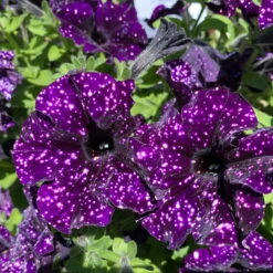Petunie 'Mystery Sky' & Schneewolke Dunkelblau-weiß, Ampeltopf-Ø 25/27 Cm -Garten Sicht Verkäufe 0619110060 petunia ampel mystery sky diamond frost 2 122676