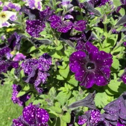 Petunie 'Mystery Sky' & Schneewolke Dunkelblau-weiß, Ampeltopf-Ø 25/27 Cm -Garten Sicht Verkäufe 0619110060 petunia ampel mystery sky diamond frost 3 122679