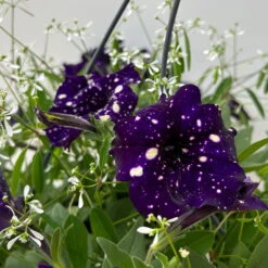Petunie 'Mystery Sky' & Schneewolke Dunkelblau-weiß, Ampeltopf-Ø 25/27 Cm -Garten Sicht Verkäufe 0619110060 petunia mysteryx sky und schneewolke ampel 7 124649