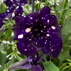Petunie 'Mystery Sky' & Schneewolke Dunkelblau-weiß, Ampeltopf-Ø 25/27 Cm -Garten Sicht Verkäufe 0619110060 petunia mysteryx sky und schneewolke ampel 8 124648