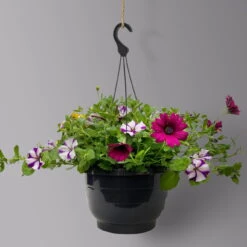 Gemischte Sommerblumen-Ampel, Farbe/n Nach Verfügbarkeit, Ampeltopf-Ø 25/27 Cm -Garten Sicht Verkäufe 0619140037 BB Mix Ampel T27 gelb lila weiss 1 126078