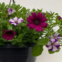 Gemischte Sommerblumen-Ampel, Farbe/n Nach Verfügbarkeit, Ampeltopf-Ø 25/27 Cm -Garten Sicht Verkäufe 0619140037 BB Mix Ampel T27 gelb lila weiss 42 111090