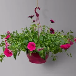 Gemischte Sommerblumen-Ampel, Farbe/n Nach Verfügbarkeit, Ampeltopf-Ø 25/27 Cm -Garten Sicht Verkäufe 0619140037 BB Mix Ampel T27 pink lila 1 126076