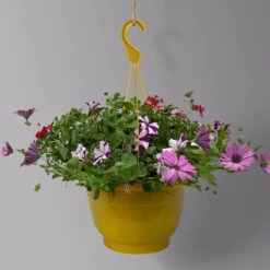 Gemischte Sommerblumen-Ampel, Farbe/n Nach Verfügbarkeit, Ampeltopf-Ø 25/27 Cm -Garten Sicht Verkäufe 0619140037 BB Mix Ampel T27 rot lila gelb 1 126082