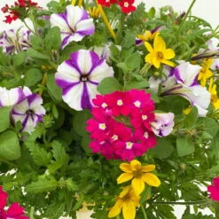 Gemischte Sommerblumen-Ampel, Farbe/n Nach Verfügbarkeit, Ampeltopf-Ø 25/27 Cm -Garten Sicht Verkäufe 0619140037 BB Mix Ampel T27 rot lila gelb 5 111086