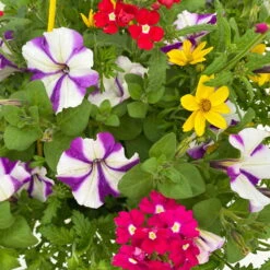 Gemischte Sommerblumen-Ampel, Farbe/n Nach Verfügbarkeit, Ampeltopf-Ø 25/27 Cm -Garten Sicht Verkäufe 0619140037 BB Mix Ampel T27 rot lila gelb 6 111087