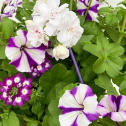 Gemischte Sommerblumen-Ampel, Farbe/n Nach Verfügbarkeit, Ampeltopf-Ø 25/27 Cm -Garten Sicht Verkäufe 0619140037 BB Mix Ampel T27 weiss lila 6 111088