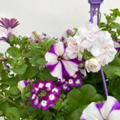 Gemischte Sommerblumen-Ampel, Farbe/n Nach Verfügbarkeit, Ampeltopf-Ø 25/27 Cm -Garten Sicht Verkäufe 0619140037 BB Mix Ampel T27 weiss lila 7 111089