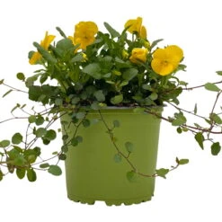 Hornveilchen Gelb Mit Mühlenbeckia, Topf-Ø 13 Cm, 6er-Set