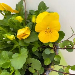 Hornveilchen Gelb Mit Mühlenbeckia, Topf-Ø 13 Cm, 6er-Set -Garten Sicht Verkäufe 0620110114 Viola cornuta Muehlenbeckia gelb 6er Set 4 107888