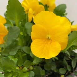 Hornveilchen Gelb Mit Mühlenbeckia, Topf-Ø 13 Cm, 6er-Set -Garten Sicht Verkäufe 0620110114 Viola cornuta Muehlenbeckia gelb 6er Set 5 107890