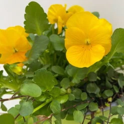 Hornveilchen Gelb Mit Mühlenbeckia, Topf-Ø 13 Cm, 6er-Set -Garten Sicht Verkäufe 0620110114 Viola cornuta Muehlenbeckia gelb 6er Set 6 107889