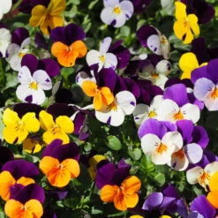 Hornveilchen Zweifarbig Mit Mühlenbeckia, Topf-Ø 13 Cm, 6er-Set -Garten Sicht Verkäufe 0620110115 Viola cornuta Muehlenbeckia T13 zweifarbig 6er Set n Verfuegbarkeit WS 2 102730 1