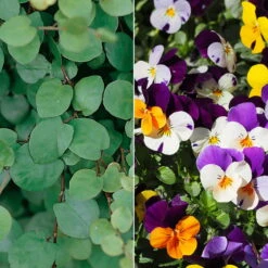 Hornveilchen Zweifarbig Mit Mühlenbeckia, Topf-Ø 13 Cm, 6er-Set