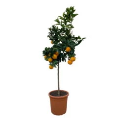 Orangenbaum, Stamm, Topf-Ø Ca. 22 Cm, Höhe Ca. 70 Cm -Garten Sicht Verkäufe 0630100030 KB Citrus sinensis Stamm T33 11 104310 1