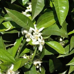 Orangenbaum, Stamm, Topf-Ø Ca. 24 Cm, Höhe Ca. 140 Cm -Garten Sicht Verkäufe 0630100030 KB Citrus sinensis Stamm T33 1 88065 4