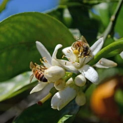 Orangenbaum, Kurz-Stamm, Topf-Ø Ca. 26 Cm -Garten Sicht Verkäufe 0630100030 KB Citrus sinensis Stamm T33 4 87842 1