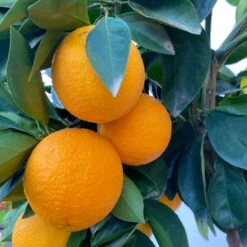 Orangenbaum, Stamm, Topf-Ø Ca. 20 Cm, Höhe Ca. 70 Cm -Garten Sicht Verkäufe 0630100030 KB Citrus sinensis Stamm T33 6 104198