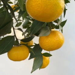 Mandarinenbaum, Stamm, Topf-Ø Ca. 33 Cm, Höhe Ca. 150 Cm -Garten Sicht Verkäufe 0630100057 KB Citrus reticulata Stamm T33 12 104203