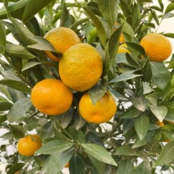 Mandarinenbaum, Stamm, Topf-Ø Ca. 33 Cm, Höhe Ca. 150 Cm -Garten Sicht Verkäufe 0630100057 KB Citrus reticulata Stamm T33 19 104202