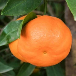 Mandarinenbaum, Stamm, Topf-Ø Ca. 33 Cm, Höhe Ca. 150 Cm -Garten Sicht Verkäufe 0630100057 KB Citrus reticulata Stamm T33 1 88067