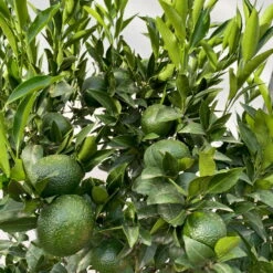 Mandarinenbaum, Stamm, Topf-Ø Ca. 33 Cm, Höhe Ca. 150 Cm -Garten Sicht Verkäufe 0630100057 KB Citrus reticulata Stamm T33 4 104204