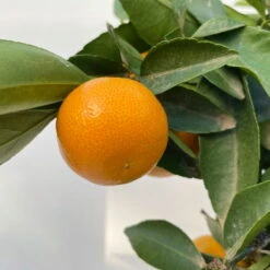 Clementine, Stamm, Topf-Ø Ca. 22 Cm, Höhe Ca. 70 - 80 Cm -Garten Sicht Verkäufe 0630100133 KB Citrus clementina Stamm T22 6 104205