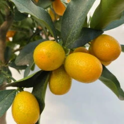 Kumquat, Stamm, Topf-Ø 22 Cm -Garten Sicht Verkäufe 0630100261 KB Citrus fort marg Stamm T22 7 104208