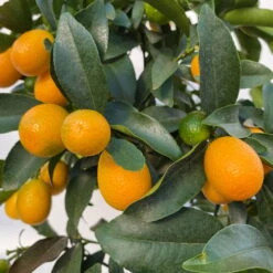 Kumquat, Stamm, Topf-Ø 22 Cm -Garten Sicht Verkäufe 0630100261 KB Citrus fort marg Stamm T22 8 104207