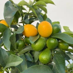 Kumquat, Stamm, Topf-Ø 22 Cm -Garten Sicht Verkäufe 0630100261 KB Citrus fort marg Stamm T22 9 104206
