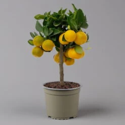 Calamondin, Mini-Stamm, Topf-Ø 15 Cm -Garten Sicht Verkäufe 0630100430 K.B.Citrus madurensis Mini Stamm T15 2 125568