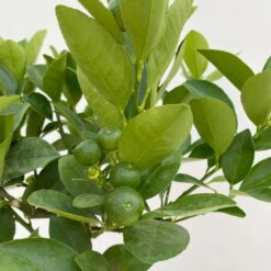 Calamondin, Stamm, Topf-Ø 19 Cm, Höhe Ca. 60 Cm -Garten Sicht Verkäufe 0630100430 KB Citrus madurensis Mini Stamm T15 6 104210 1