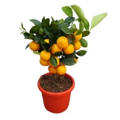 Calamondin, Mini-Stamm, Topf-Ø 15 Cm -Garten Sicht Verkäufe 0630100430 KB Citrus madurensis Stamm T15 H40 Calamondin farbiger Topf 3 79067