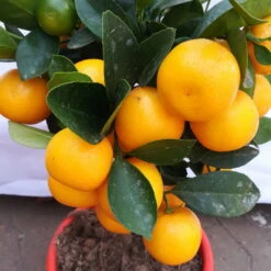 Calamondin, Mini-Stamm, Topf-Ø 15 Cm -Garten Sicht Verkäufe 0630100430 KB Citrus madurensis Stamm T15 H40 Calamondin farbiger Topf 5 78894