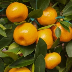 Calamondin, Mini-Stamm, Topf-Ø 15 Cm -Garten Sicht Verkäufe 0630100430 KB Citrus madurensis Stamm T15 H40 Calamondin farbiger Topf 6 78893