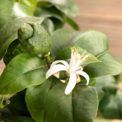 Zitronenbaum, Stamm, Topf-Ø 24 Cm, Höhe Ca. 140 Cm -Garten Sicht Verkäufe 0630100481 Citrus limon Bluete GS624989 Citrus limon 77068 4