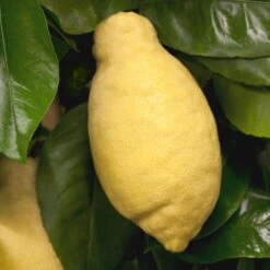 Zitronenbaum, Stamm, Topf-Ø 24 Cm, Höhe Ca. 140 Cm -Garten Sicht Verkäufe 0630100481 Citrus limon Frucht am Zweig GS426522 Citrus limon 77067 3